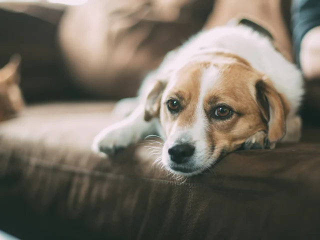 Brown dog lying on a sofa