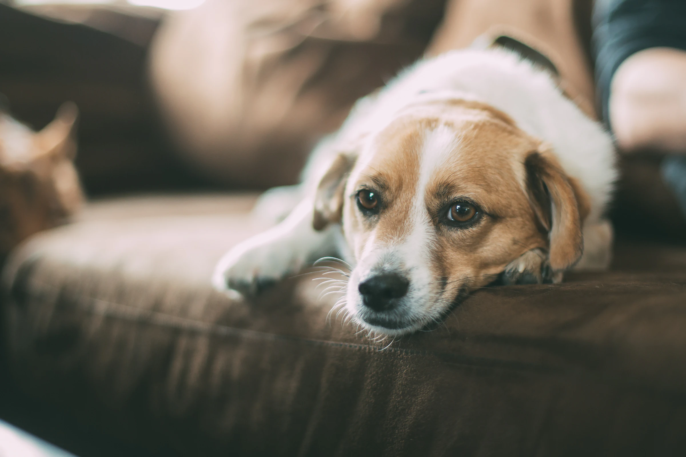 Brown dog lying on a sofa