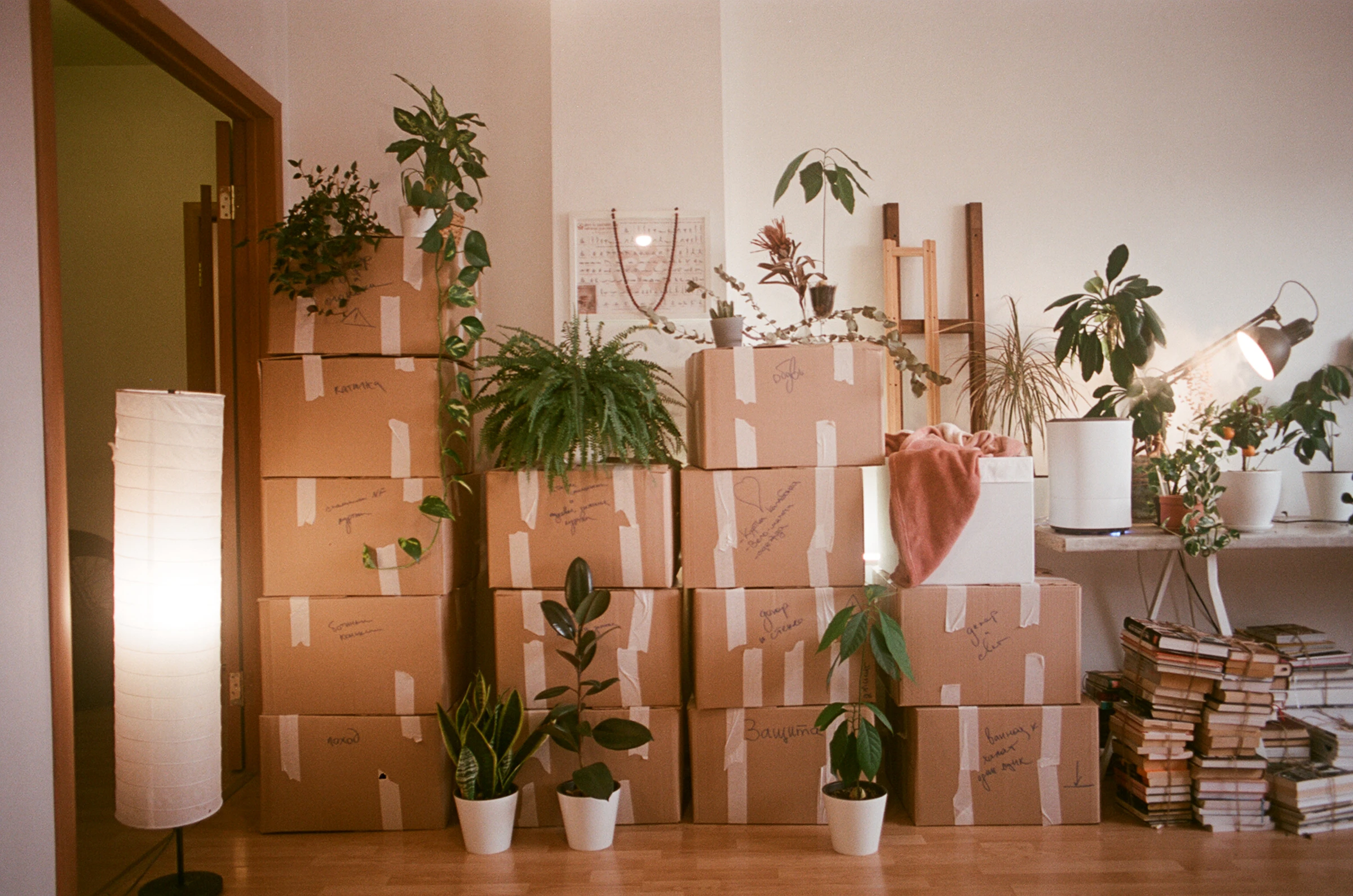 Room filled with moving boxes and plants